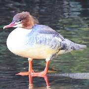 Common Merganser