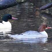 Common Merganser