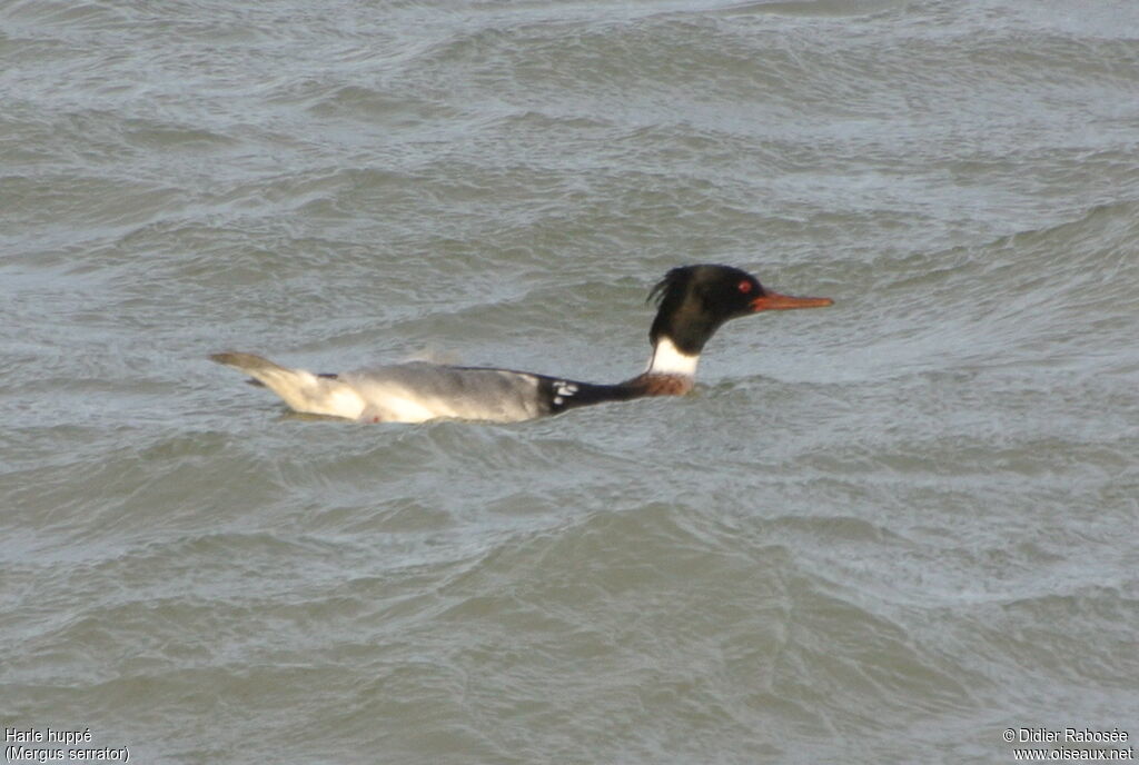 Red-breasted Merganser male