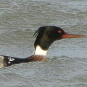 Red-breasted Merganser