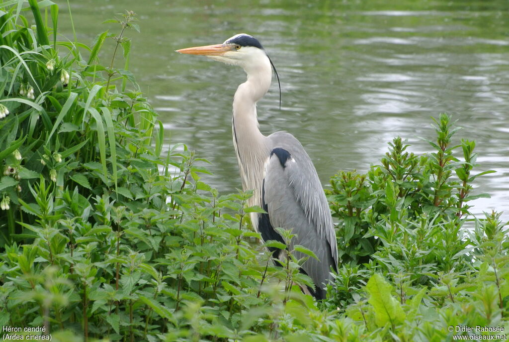 Grey Heronadult breeding