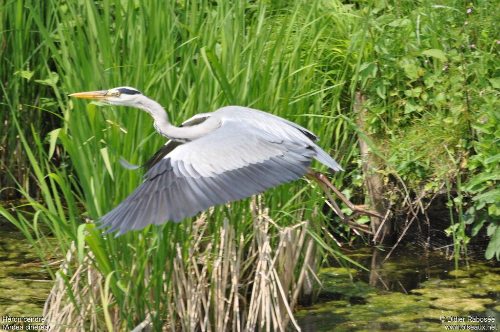 Grey Heronadult, Flight