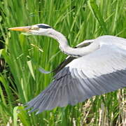 Grey Heron