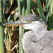 Grey Heron