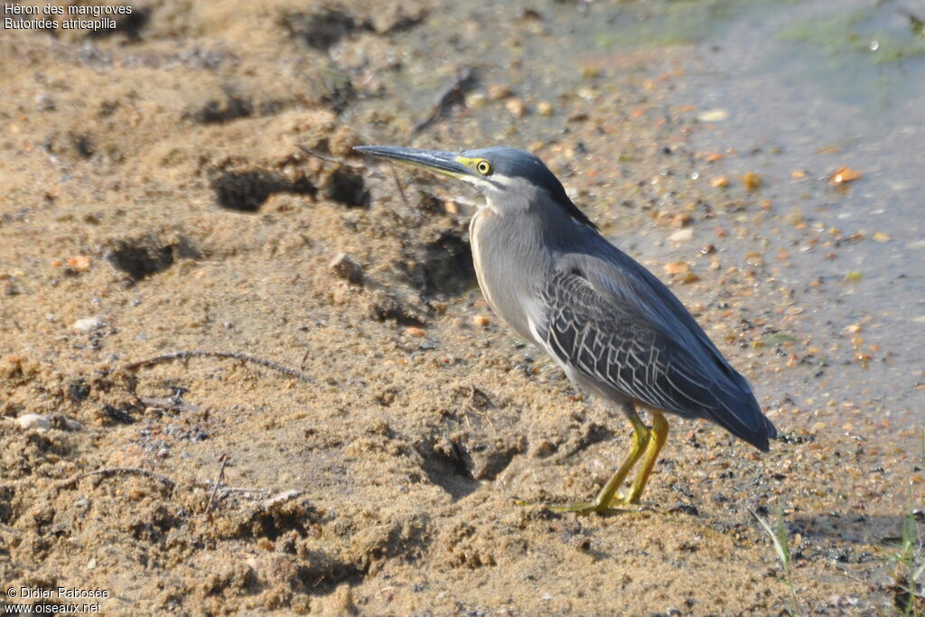 Little Heron
