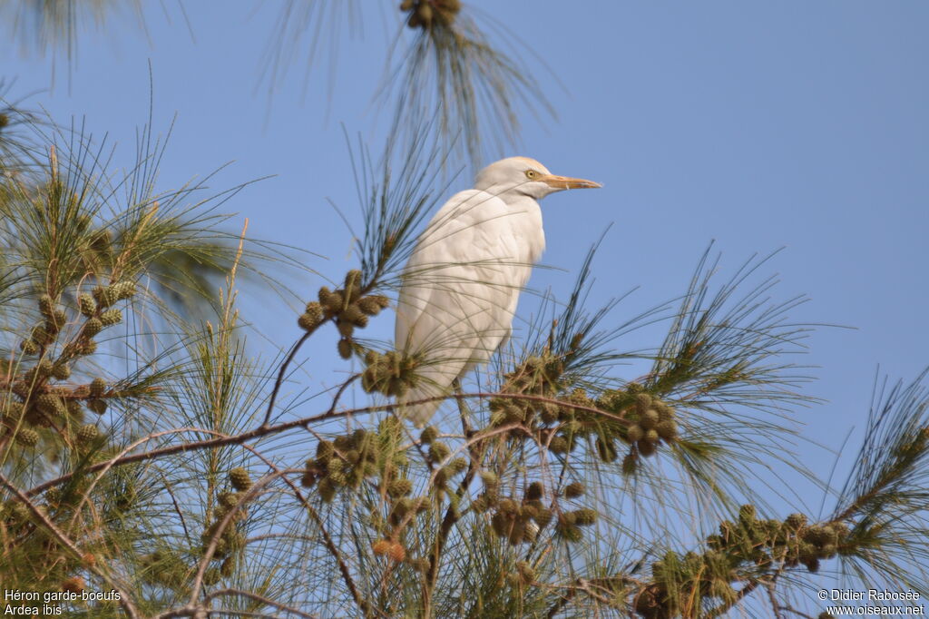 Western Cattle Egretadult