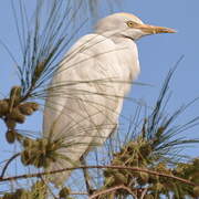 Western Cattle Egret