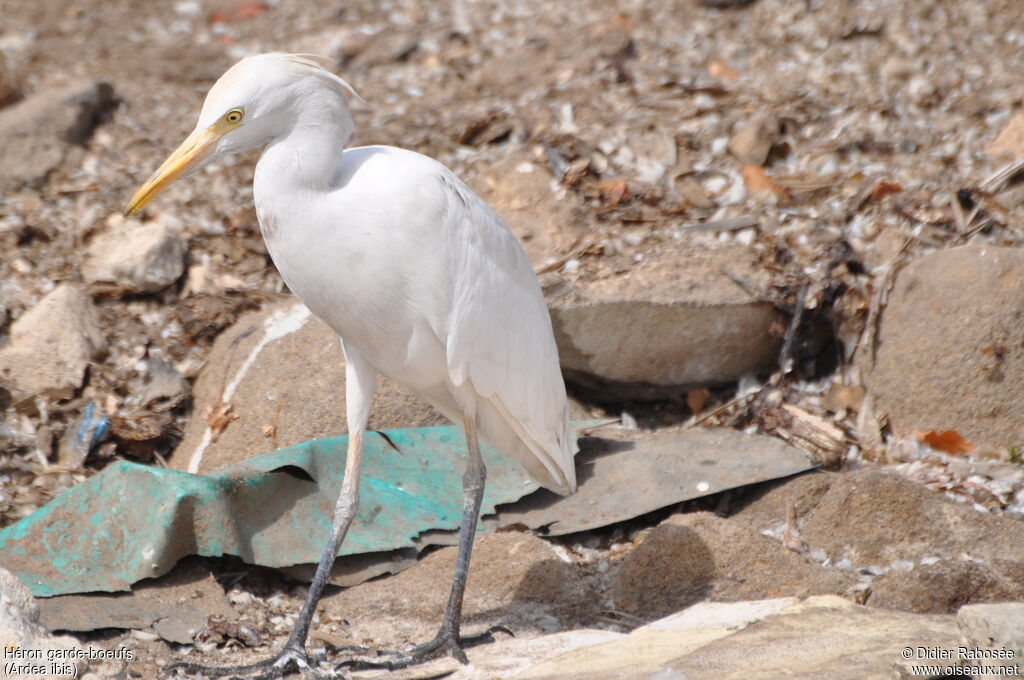 Western Cattle Egret