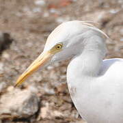 Western Cattle Egret