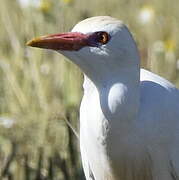 Western Cattle Egret