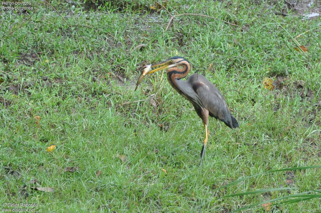 Purple Heron, Behaviour