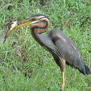 Purple Heron