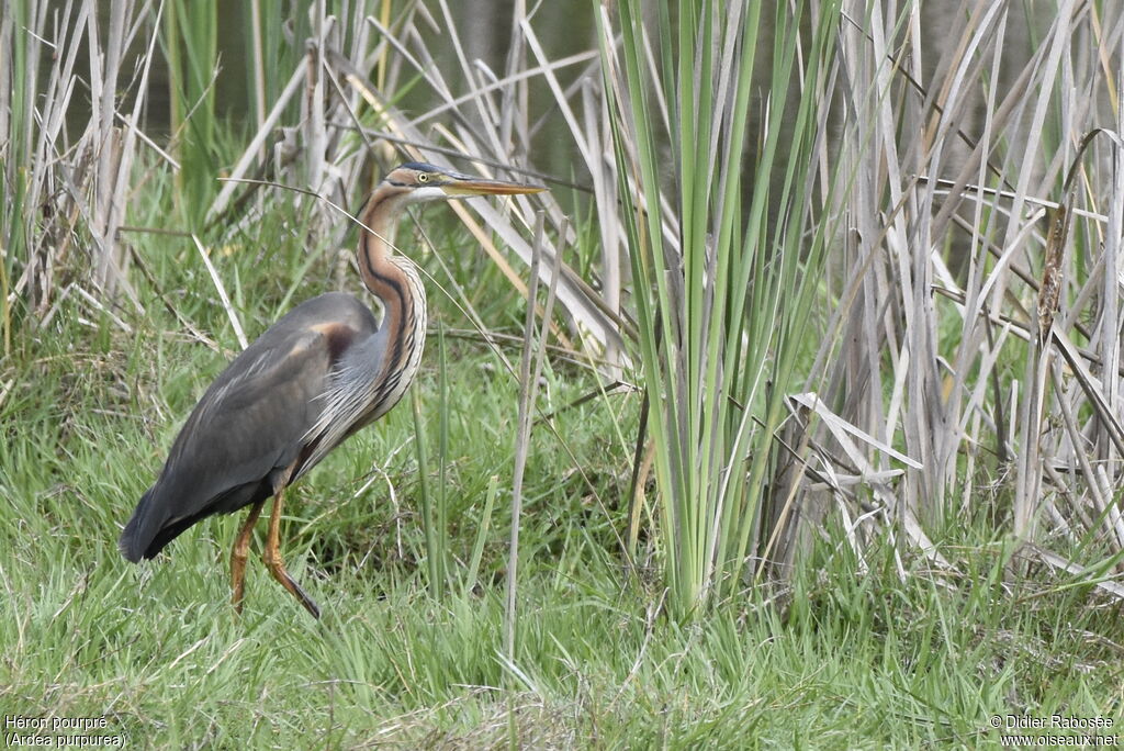 Purple Heronadult, habitat