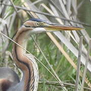 Purple Heron