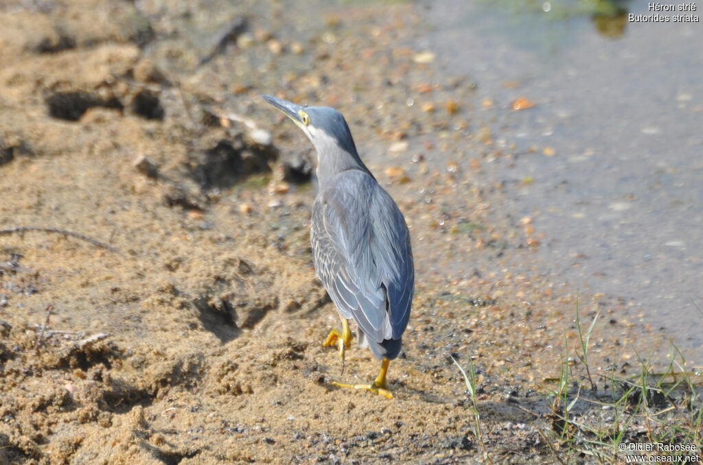 Striated Heron