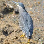 Striated Heron