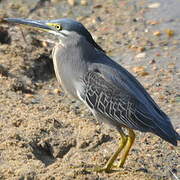 Striated Heron