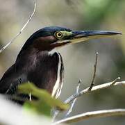 Green Heron