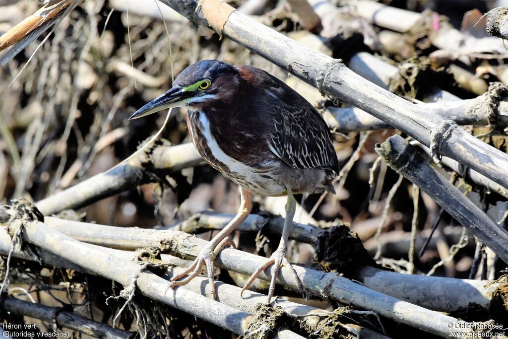 Green Heron