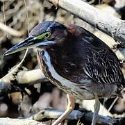 Green Heron