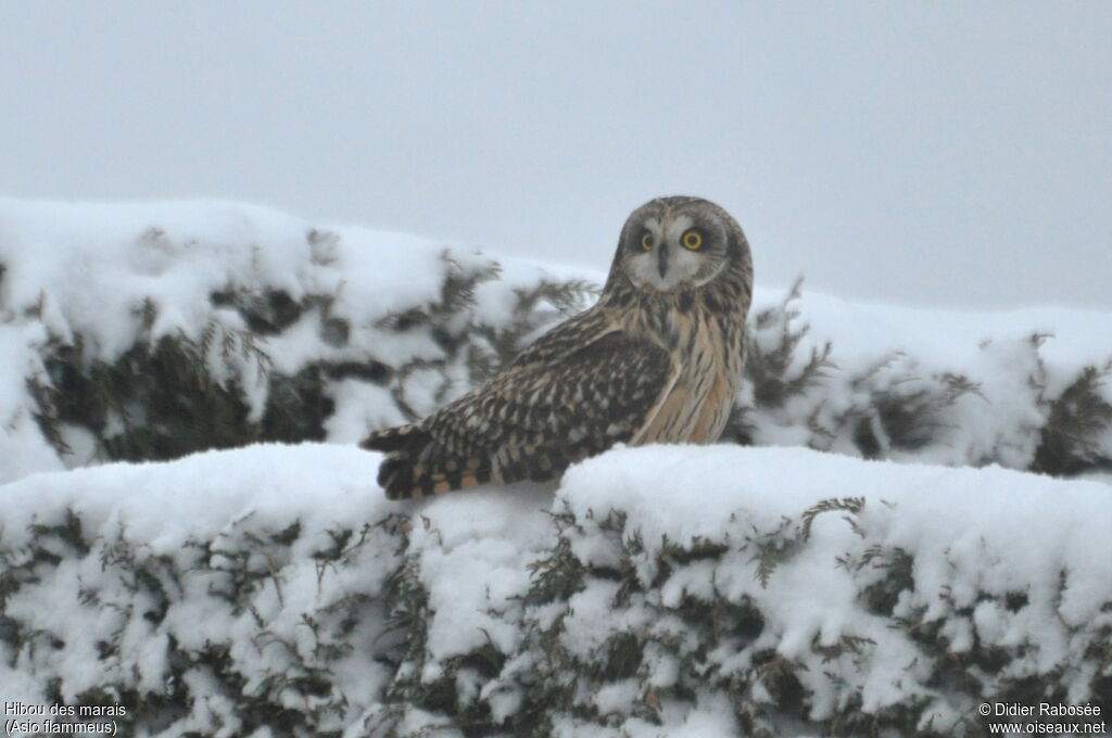 Hibou des marais