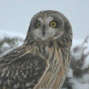 Short-eared Owl