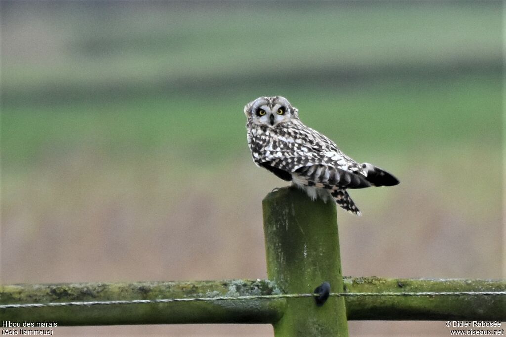 Short-eared Owl