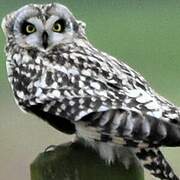 Short-eared Owl