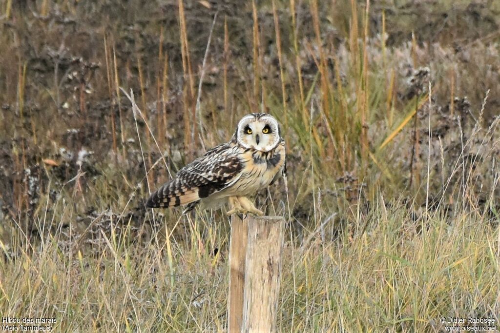 Hibou des marais