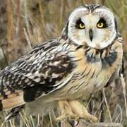 Hibou des marais