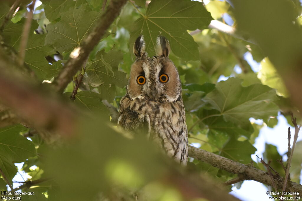 Long-eared Owl