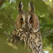 Long-eared Owl