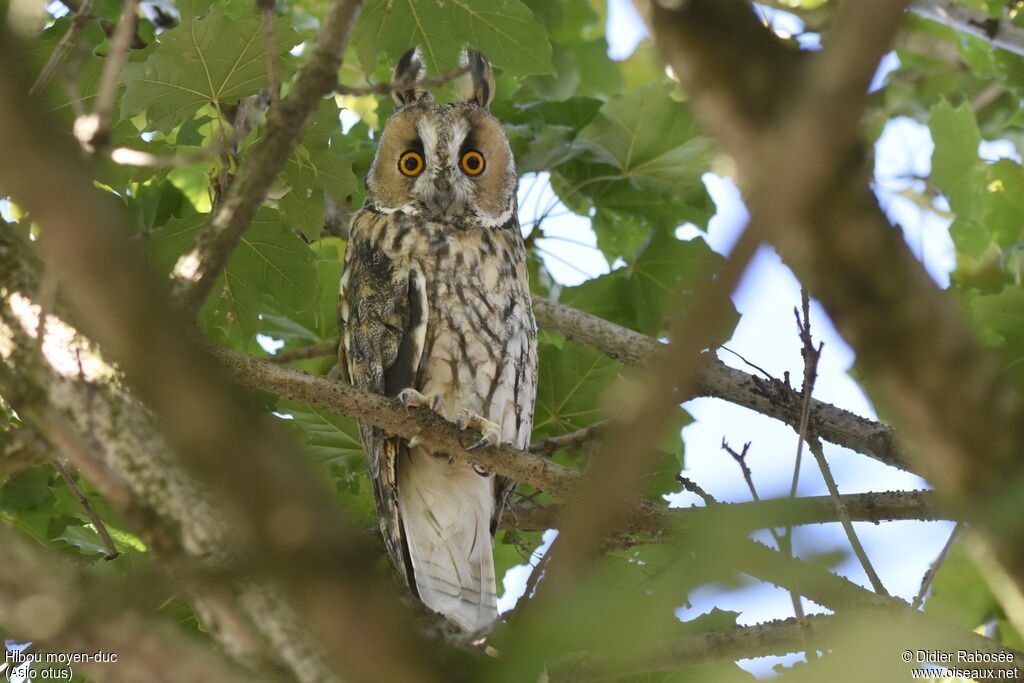 Hibou moyen-duc