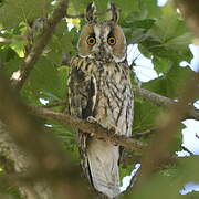 Long-eared Owl