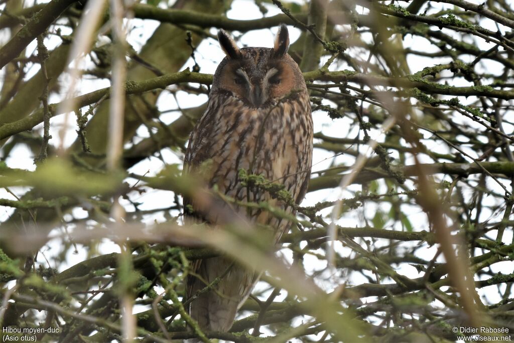 Long-eared Owladult post breeding