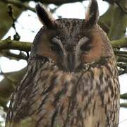 Long-eared Owl