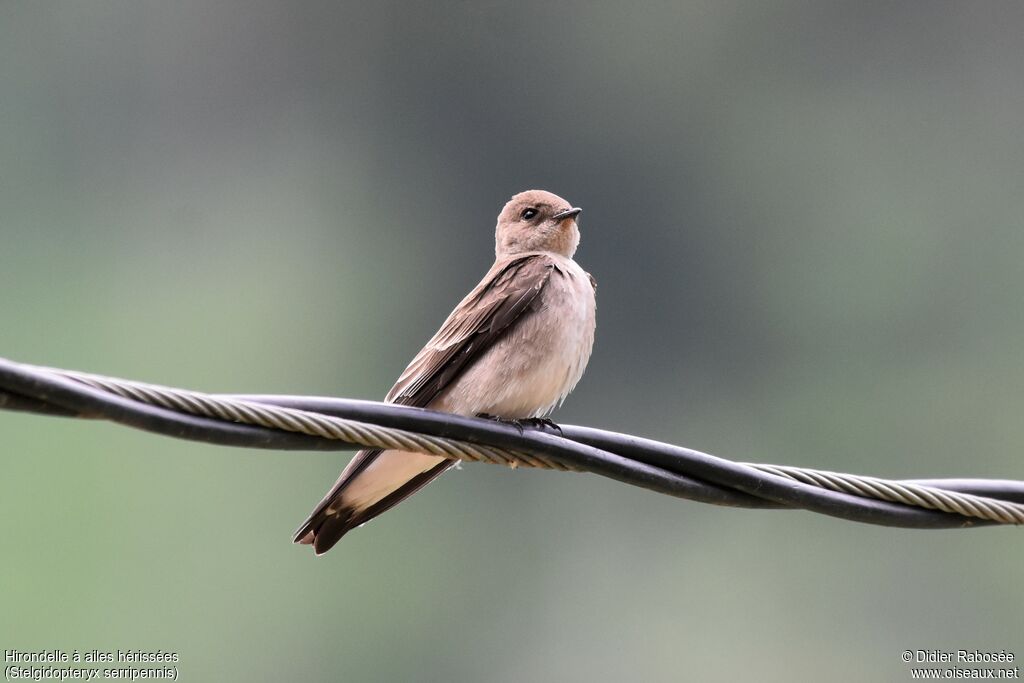 Hirondelle à ailes hérissées