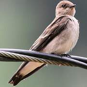 Northern Rough-winged Swallow