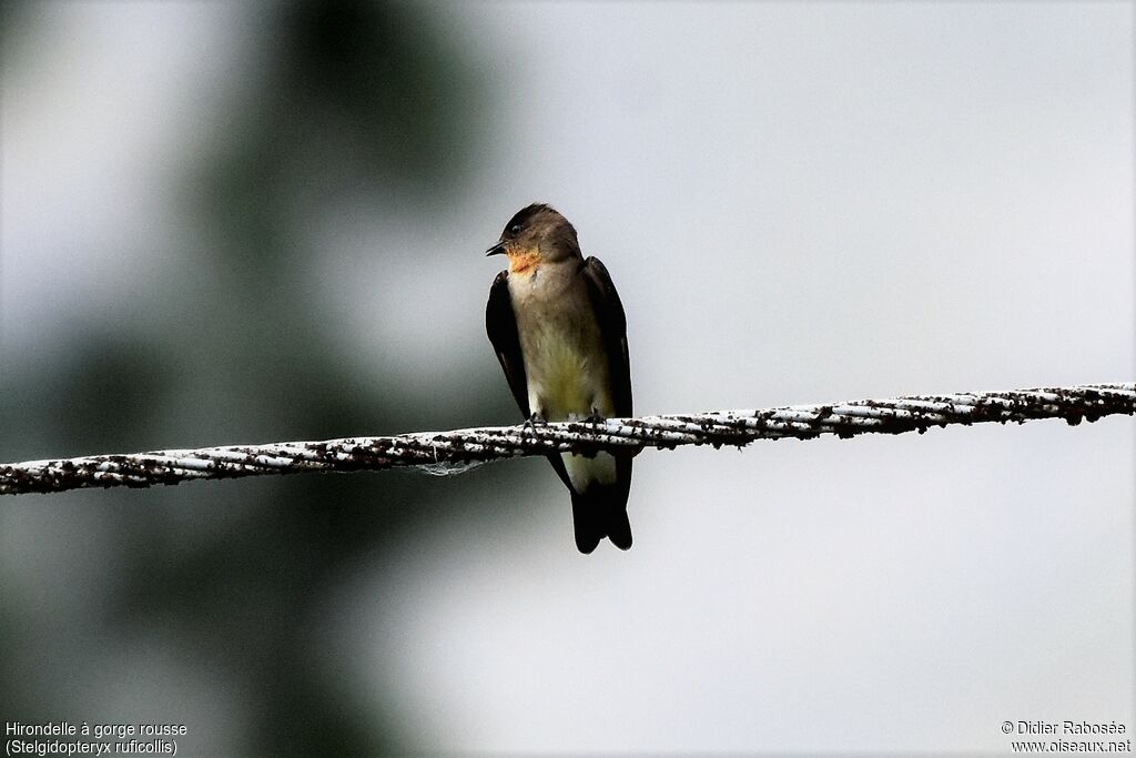 Hirondelle à gorge rousse