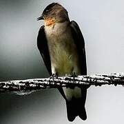 Southern Rough-winged Swallow