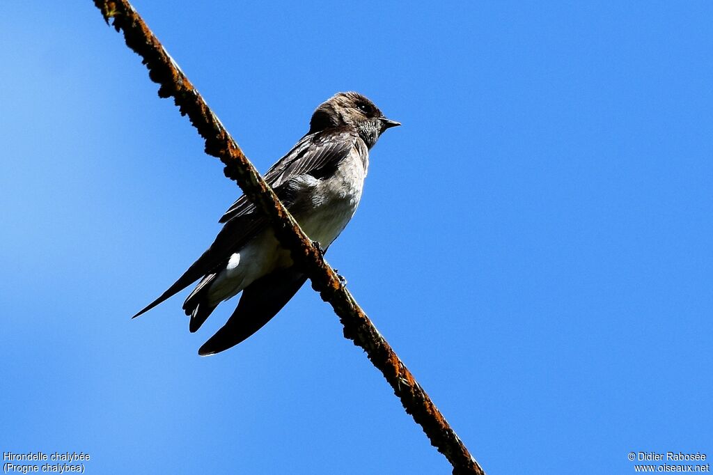 Hirondelle chalybée