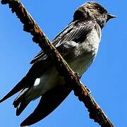 Grey-breasted Martin