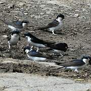 Western House Martin