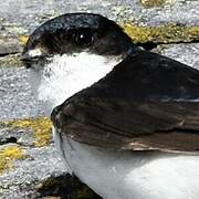 Western House Martin