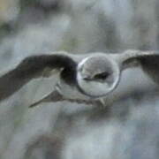 Sand Martin