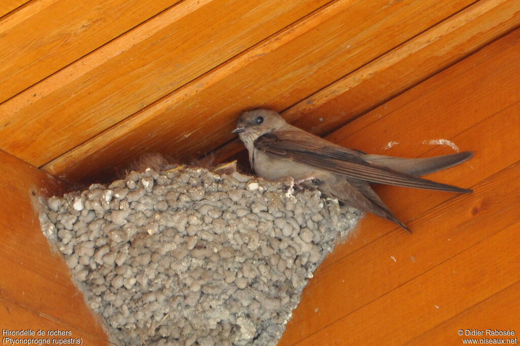 Hirondelle de rochersadulte, Nidification