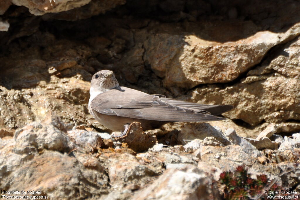 Hirondelle de rochers, Comportement