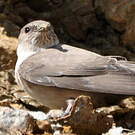 Hirondelle de rochers