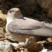 Eurasian Crag Martin