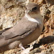 Eurasian Crag Martin